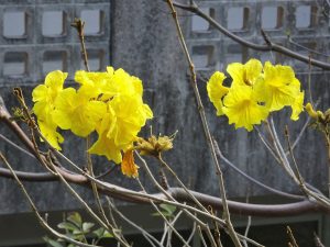 「イッペー」の花